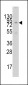 GCN5 Antibody (N-term)